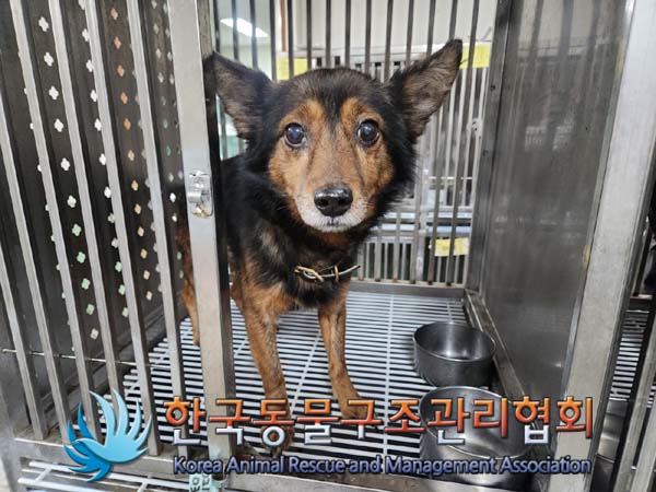 종료(반환) 믹스견…