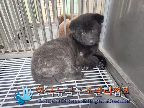 종료(자연사) 믹스…