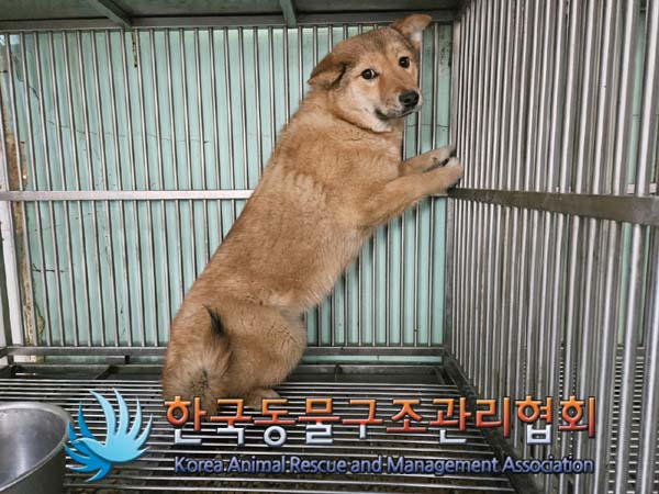 종료(입양) 믹스견…