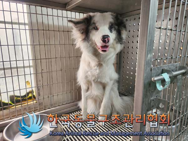 종료(입양) 보더 …