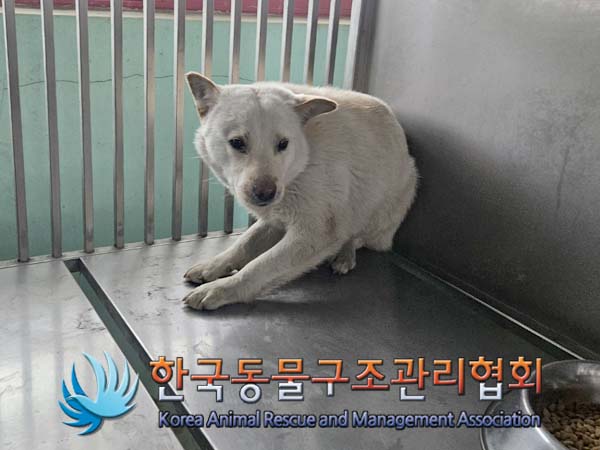 보호중 믹스견의 가…
