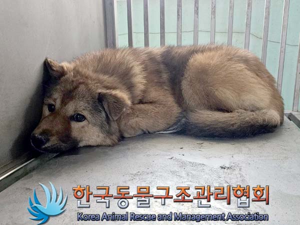 종료(입양) 믹스견…