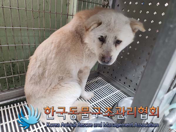 종료(반환) 믹스견…