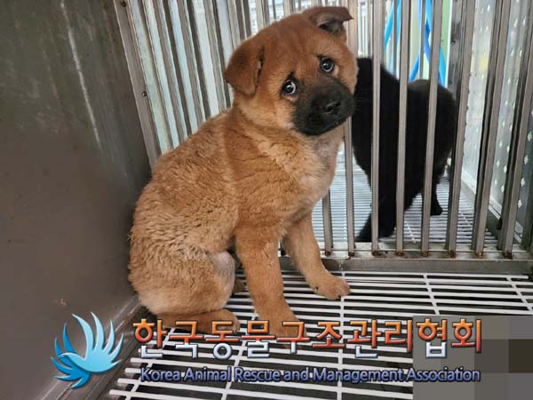 보호중 믹스견의 가…