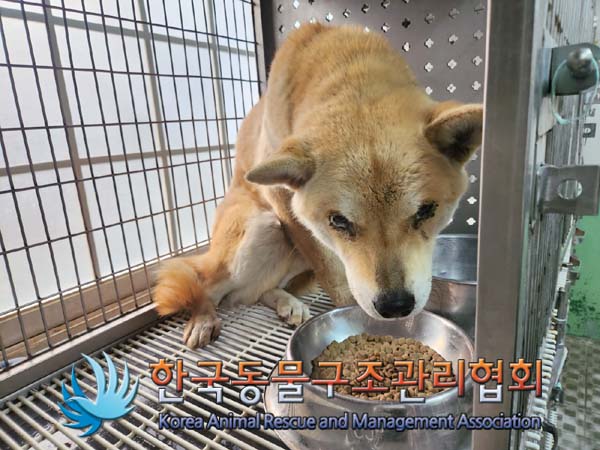 종료(안락사) 믹스…