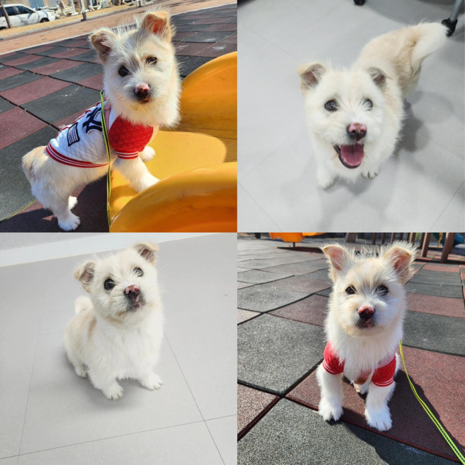반려동물 입양센터_447508202400044