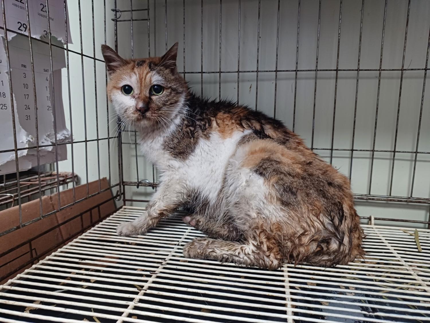 보호중 한국 고양이…