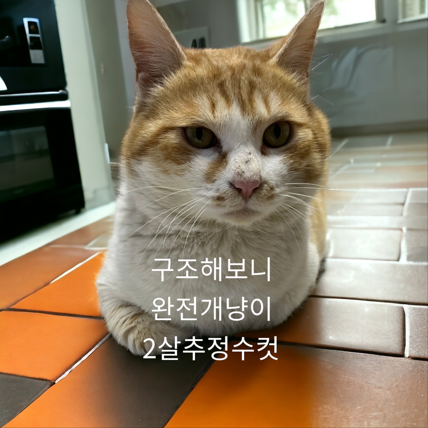 종료(입양) 한국 …
