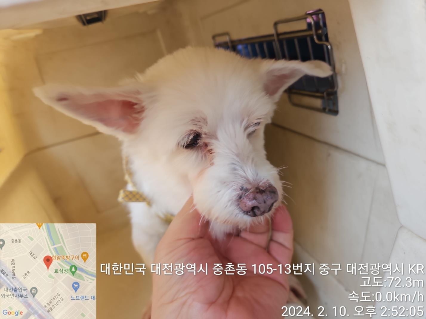 종료(반환) 믹스견…