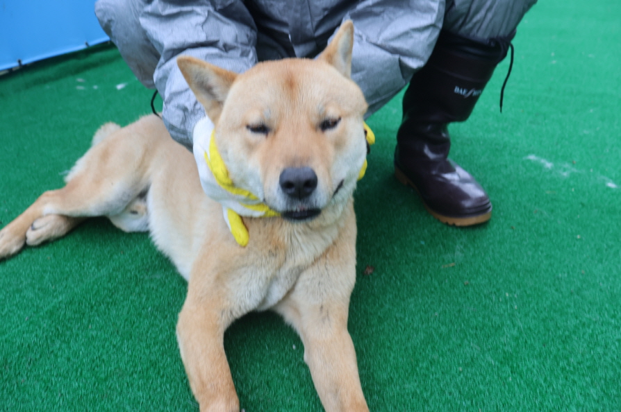 보호중 믹스견의 가…
