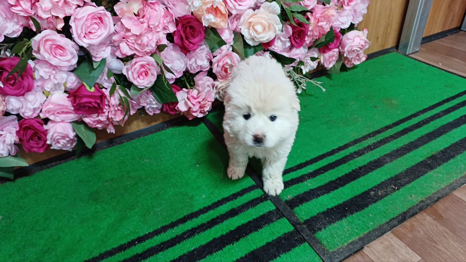 청도군동물보호소_447519202400091