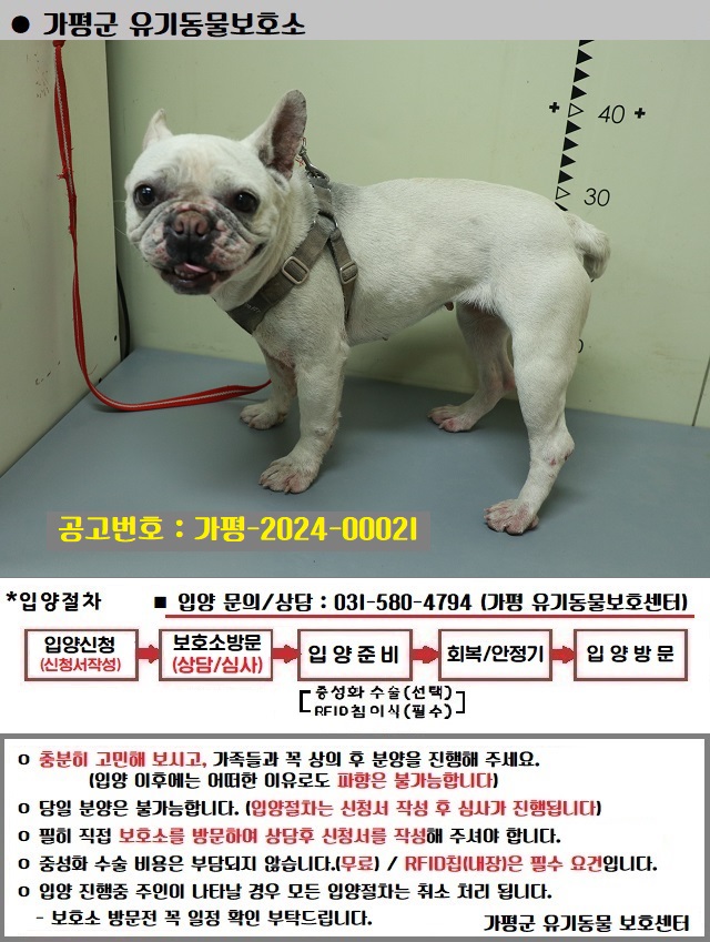 보호중 프렌치 불독…