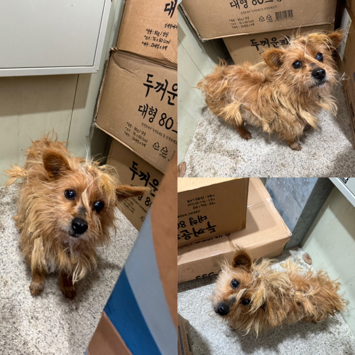 당진시동물보호소_444568202400075