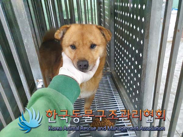 종료(안락사) 믹스…