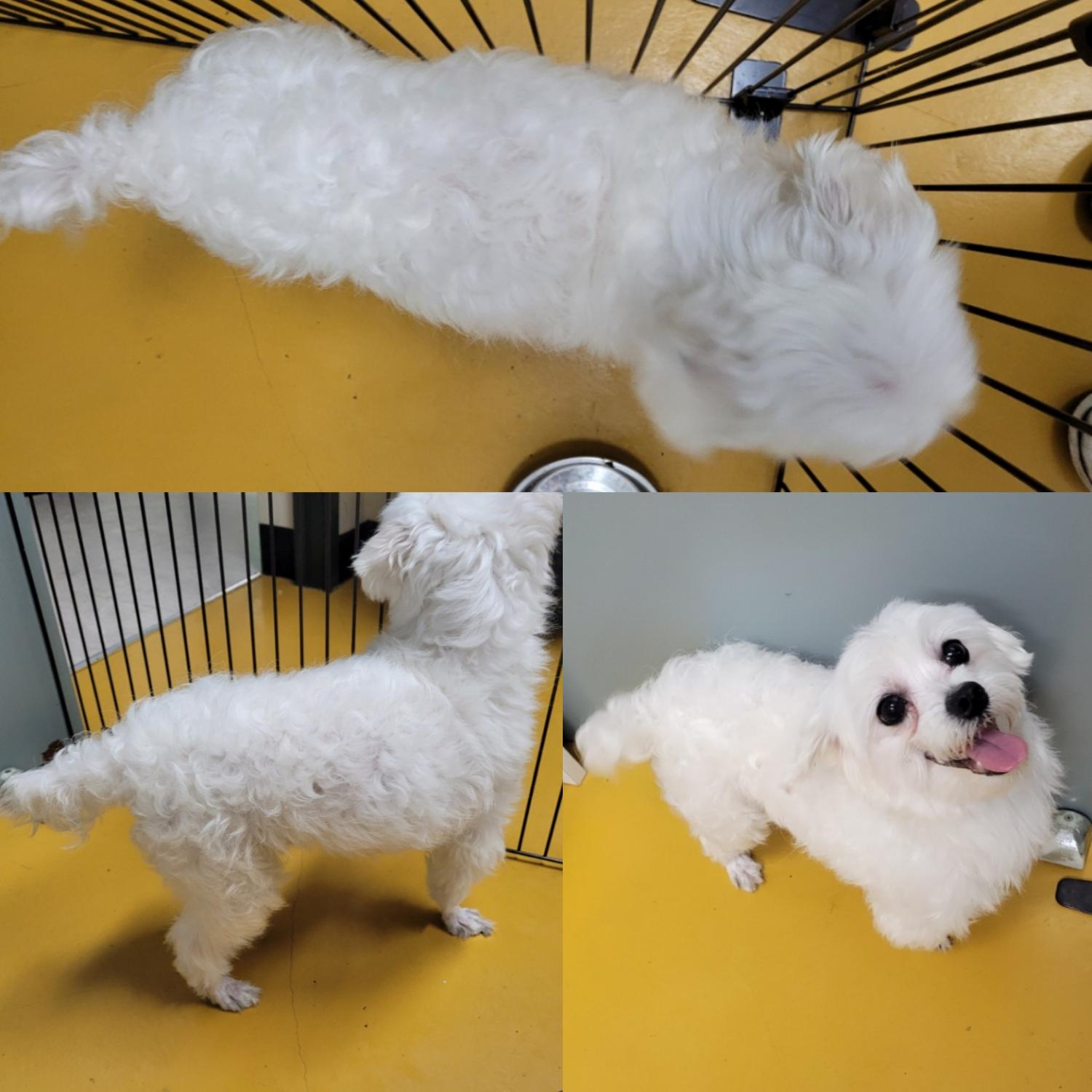 논산시 동물보호센터_444454202400111