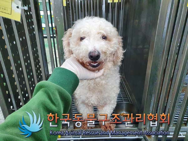 보호중 비숑 프리제…