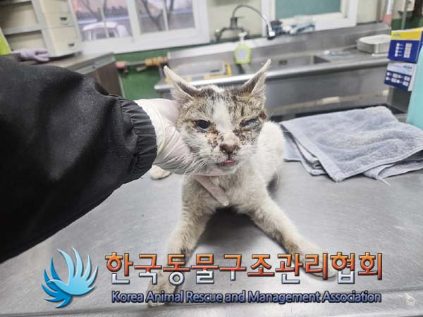 종료(자연사) 한국…