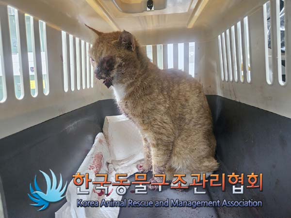 종료(입양) 한국 …