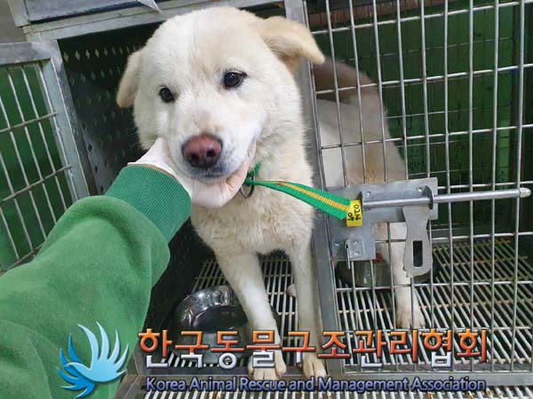 보호중 믹스견의 가…