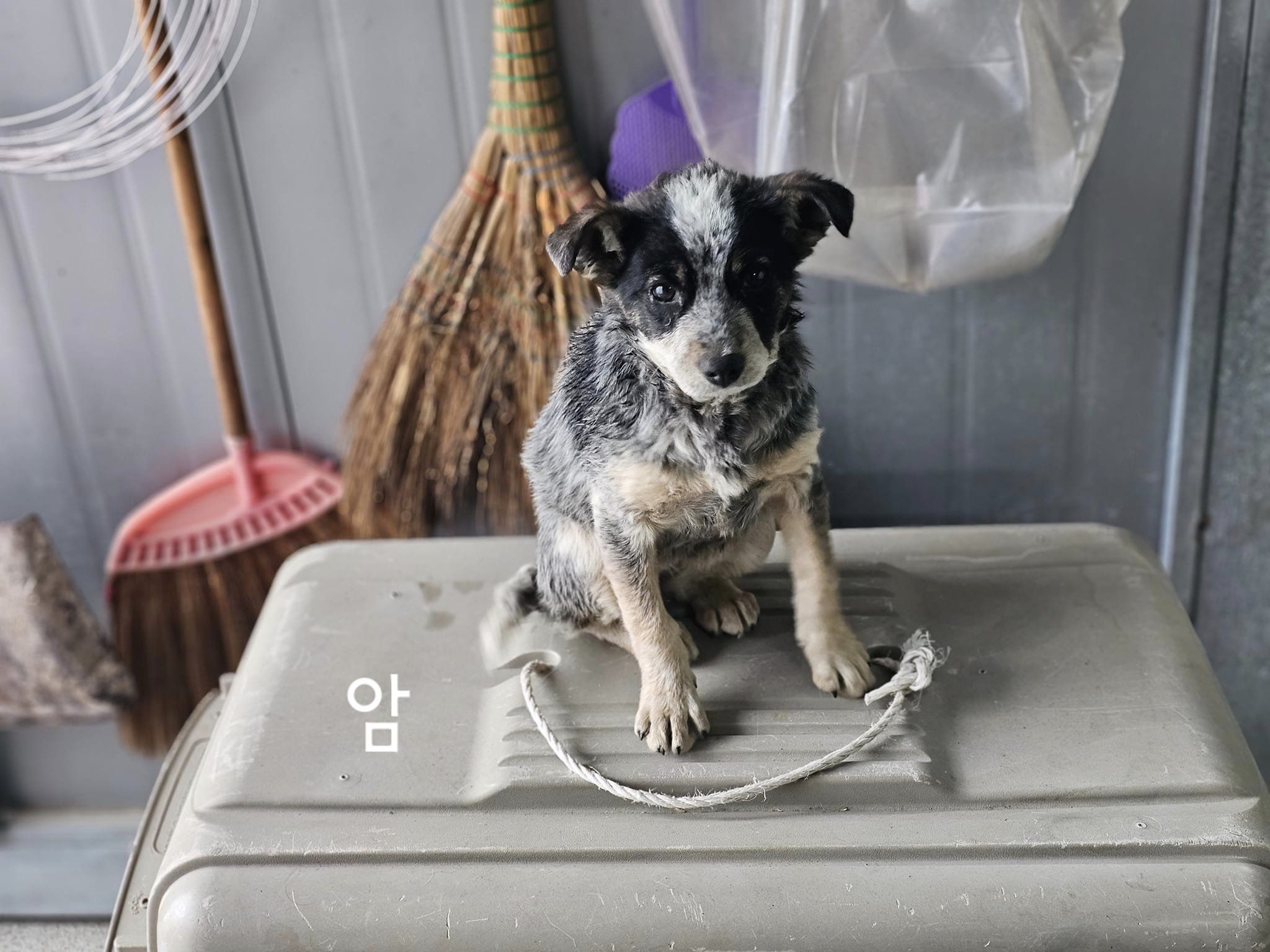보호중 믹스견의 가…
