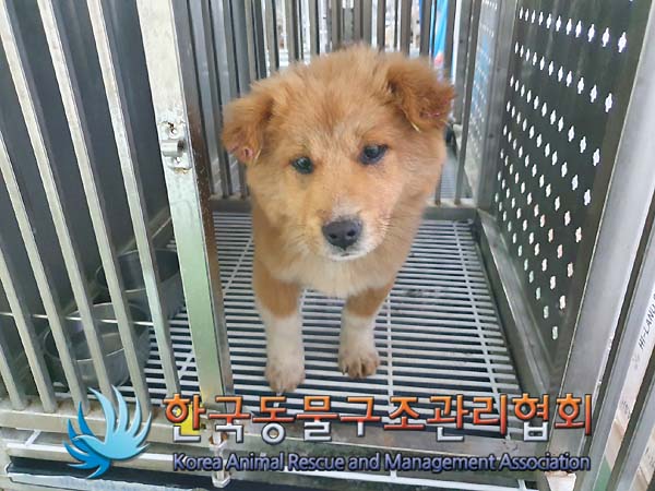 보호중 믹스견의 가…