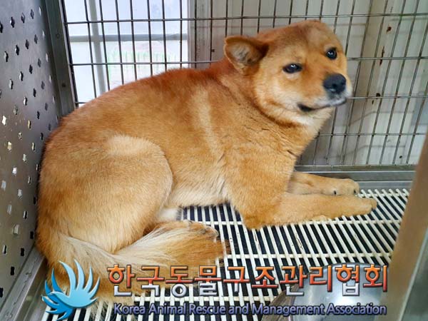 보호중 믹스견의 가…