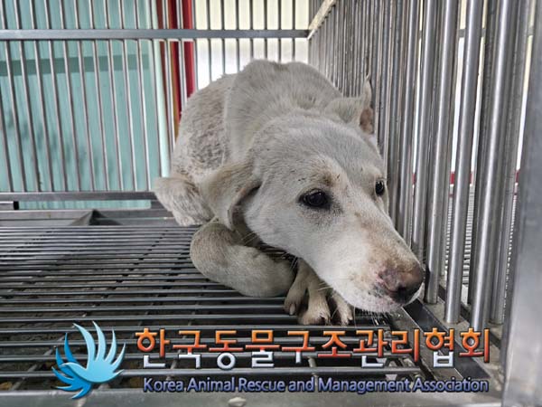 보호중 믹스견의 가…