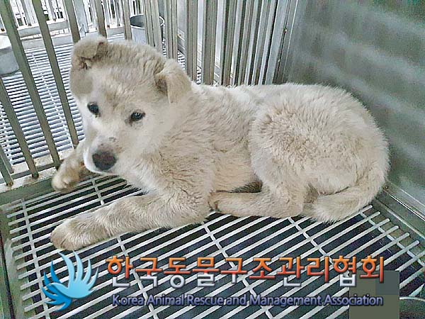 보호중 믹스견의 가…