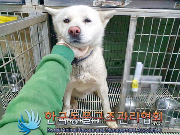 보호중 믹스견의 가…