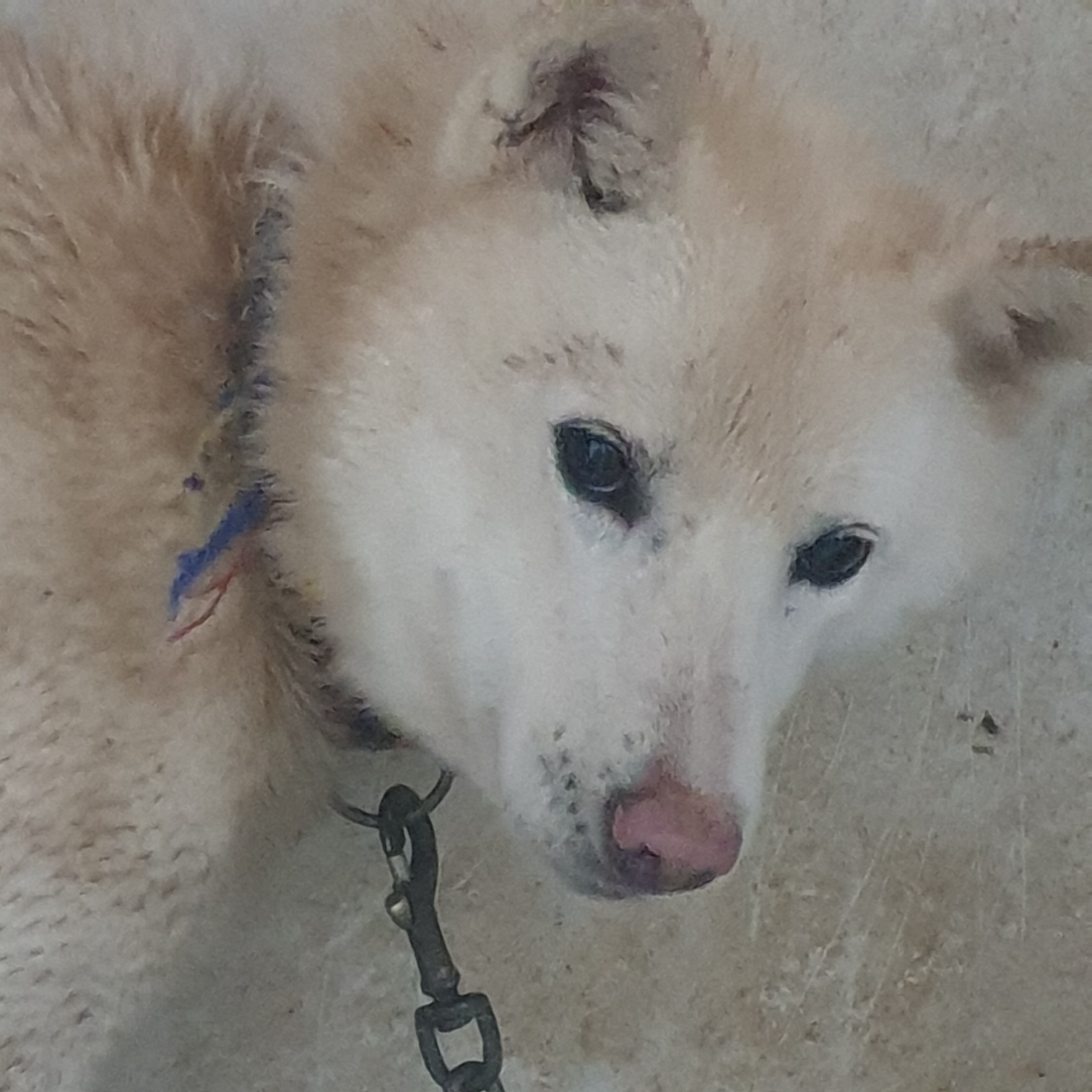 남양동물보호센터_441553202400235