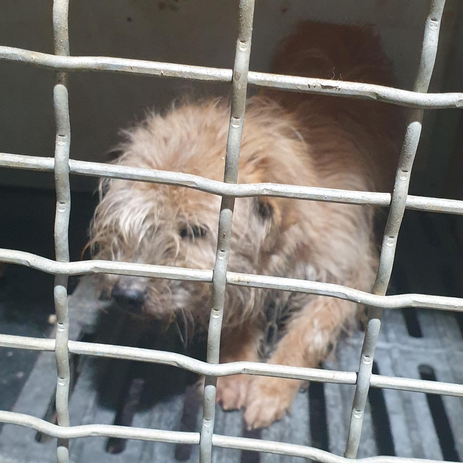 남양동물보호센터_441553202400234