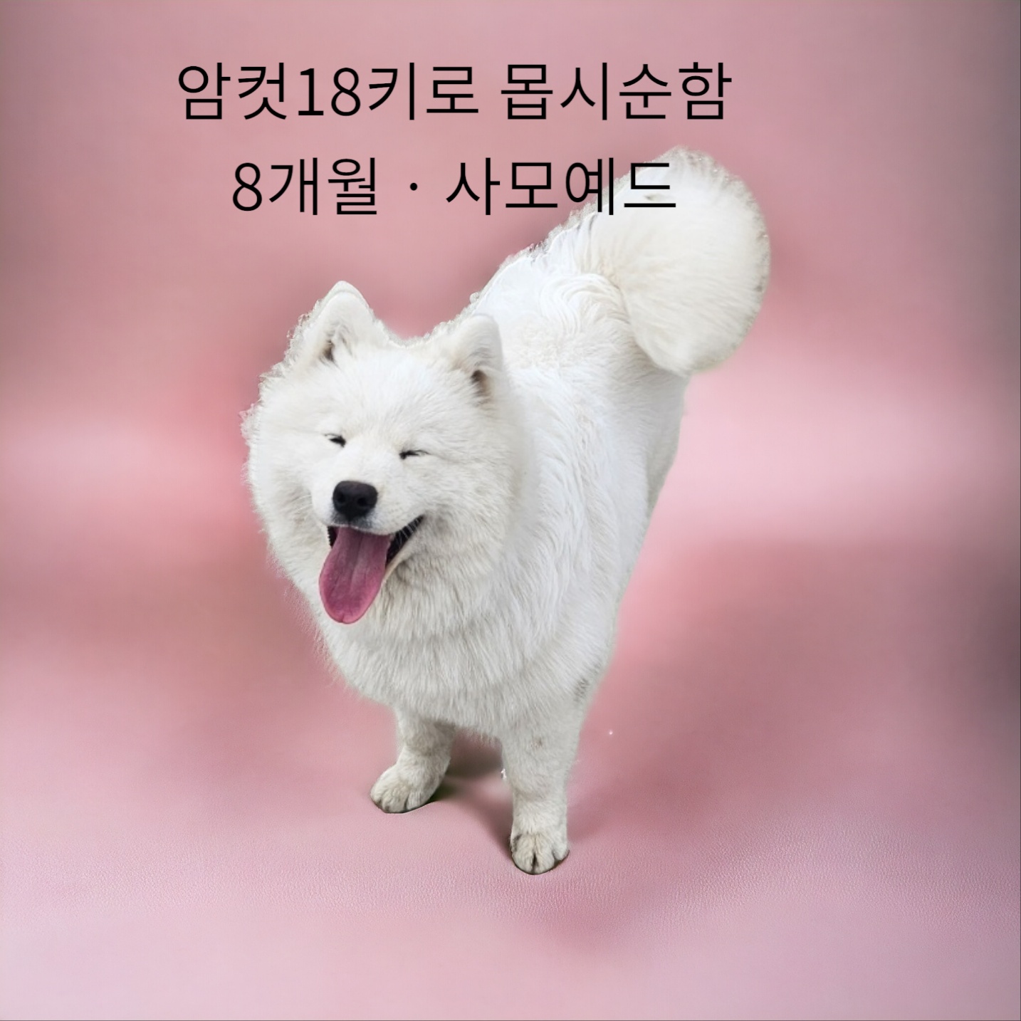 종료(입양) 사모예…