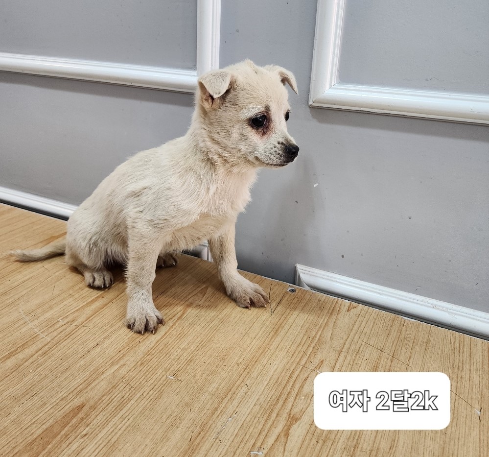 보호중 믹스견의 가…