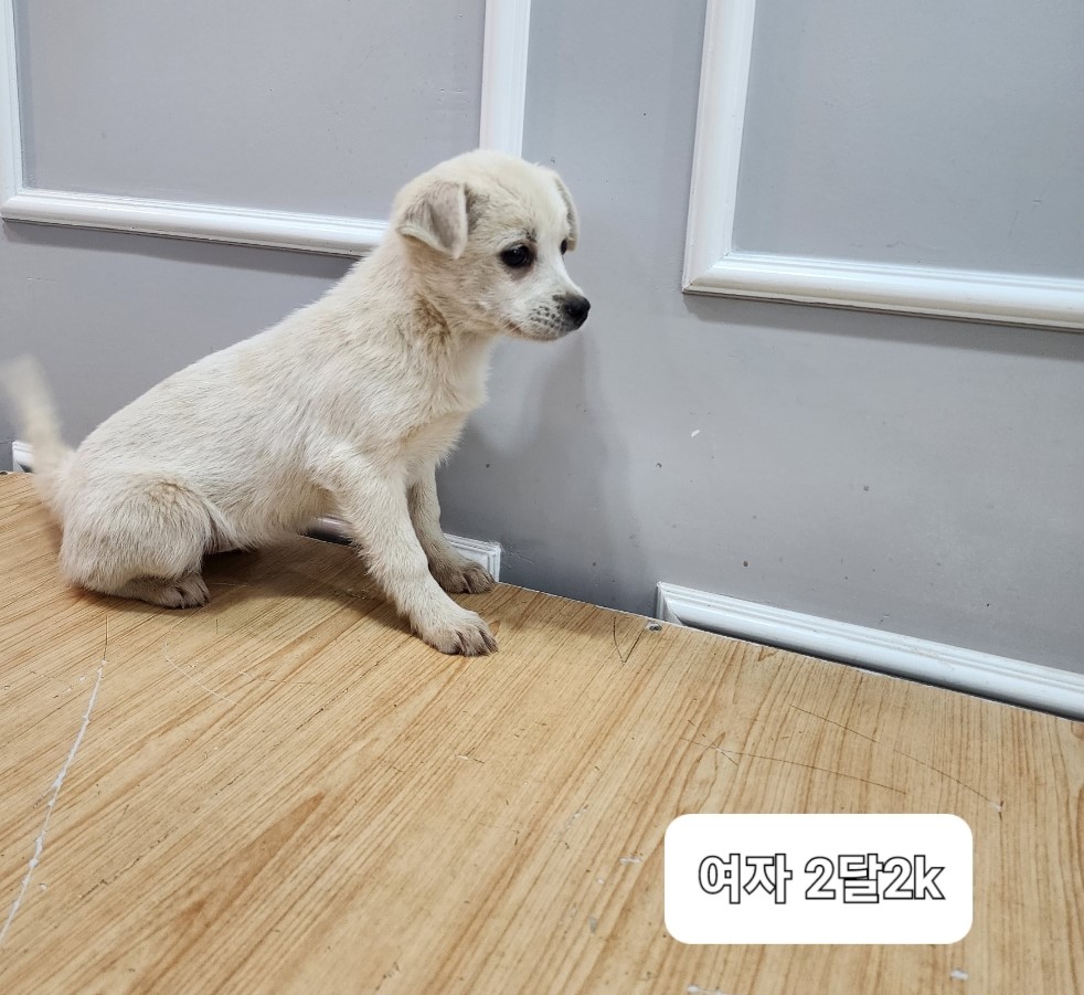 보호중 믹스견의 가…