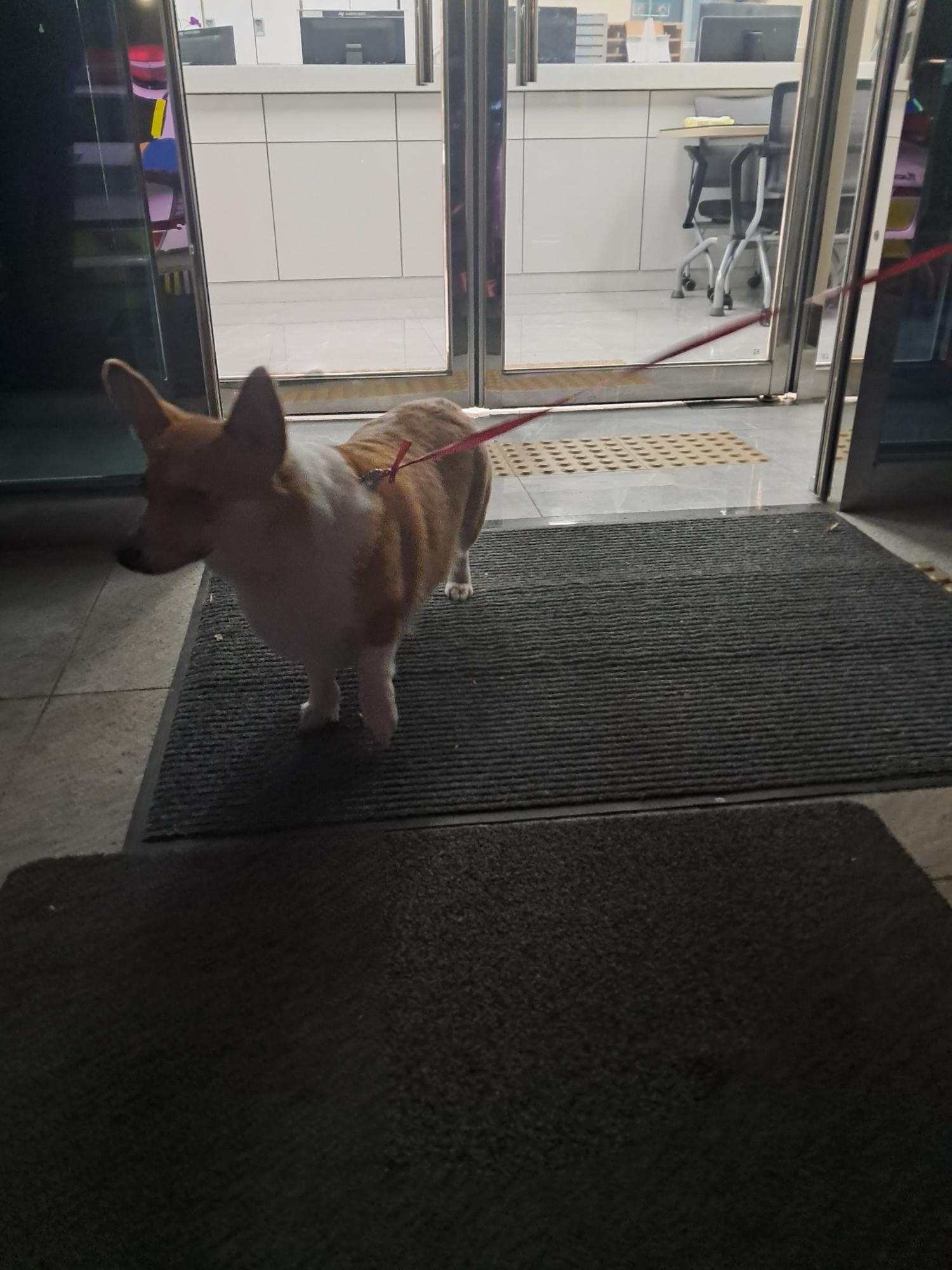종료(반환) 웰시 …