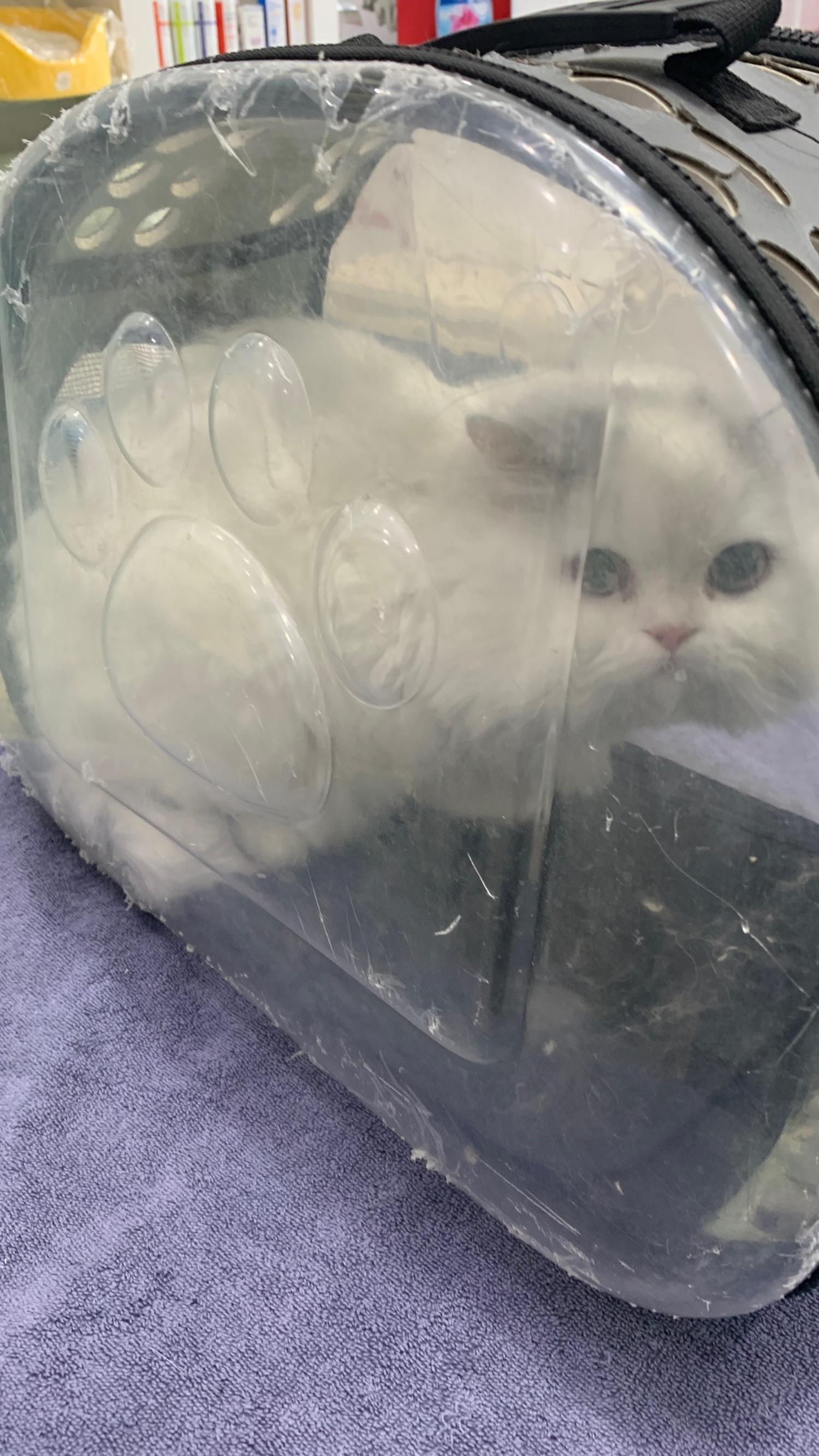 늘푸른동물병원_428354202400040