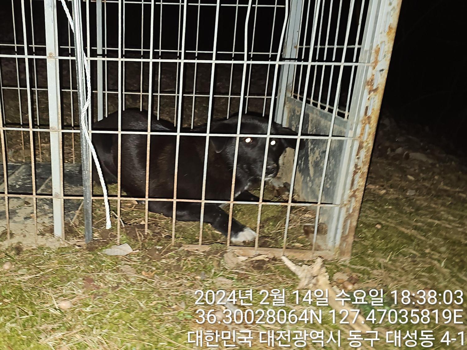 대전동물보호센터_430364202400035