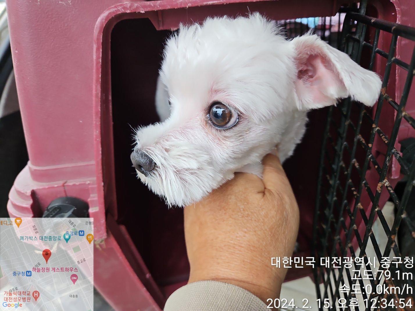 보호중 말티즈의 가…