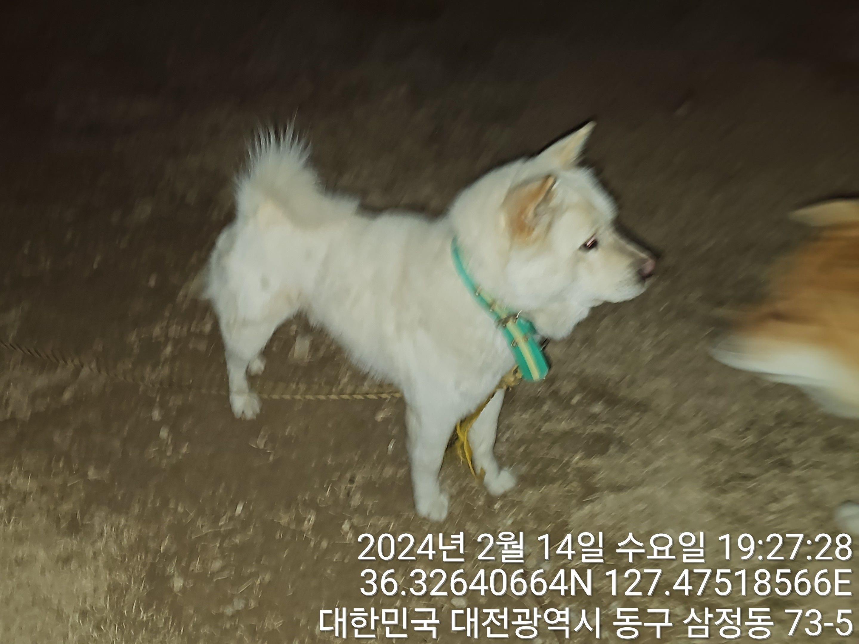 종료(반환) 믹스견…