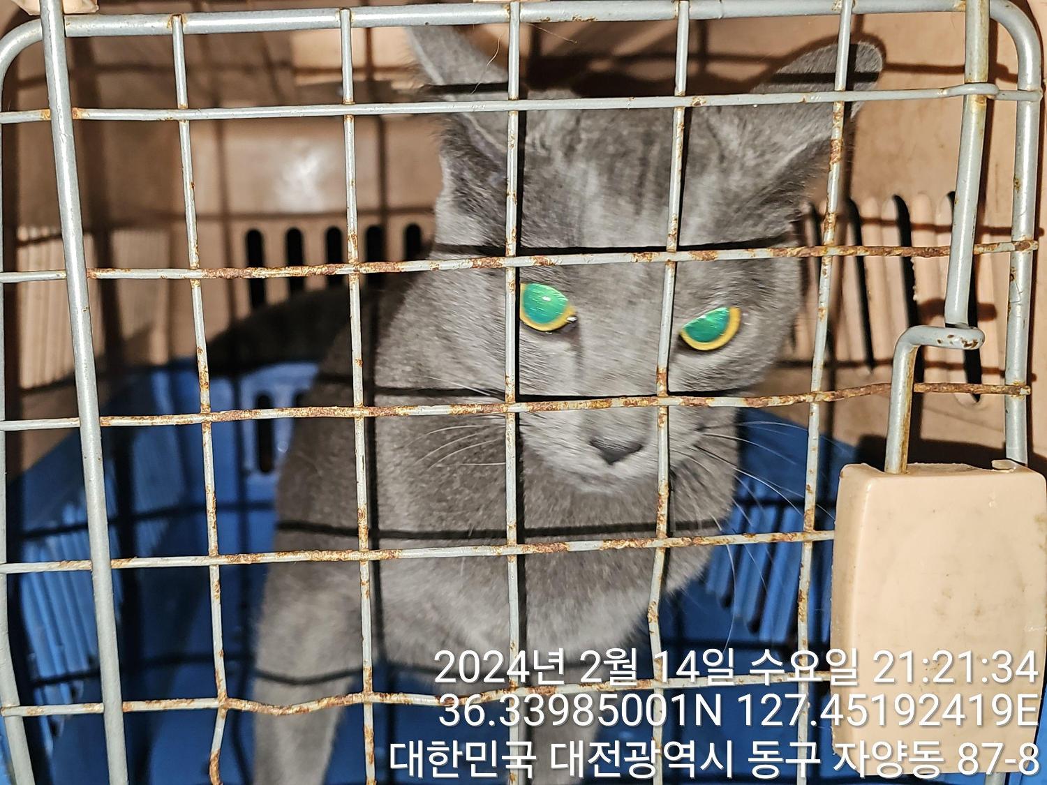 보호중 러시안 블루…