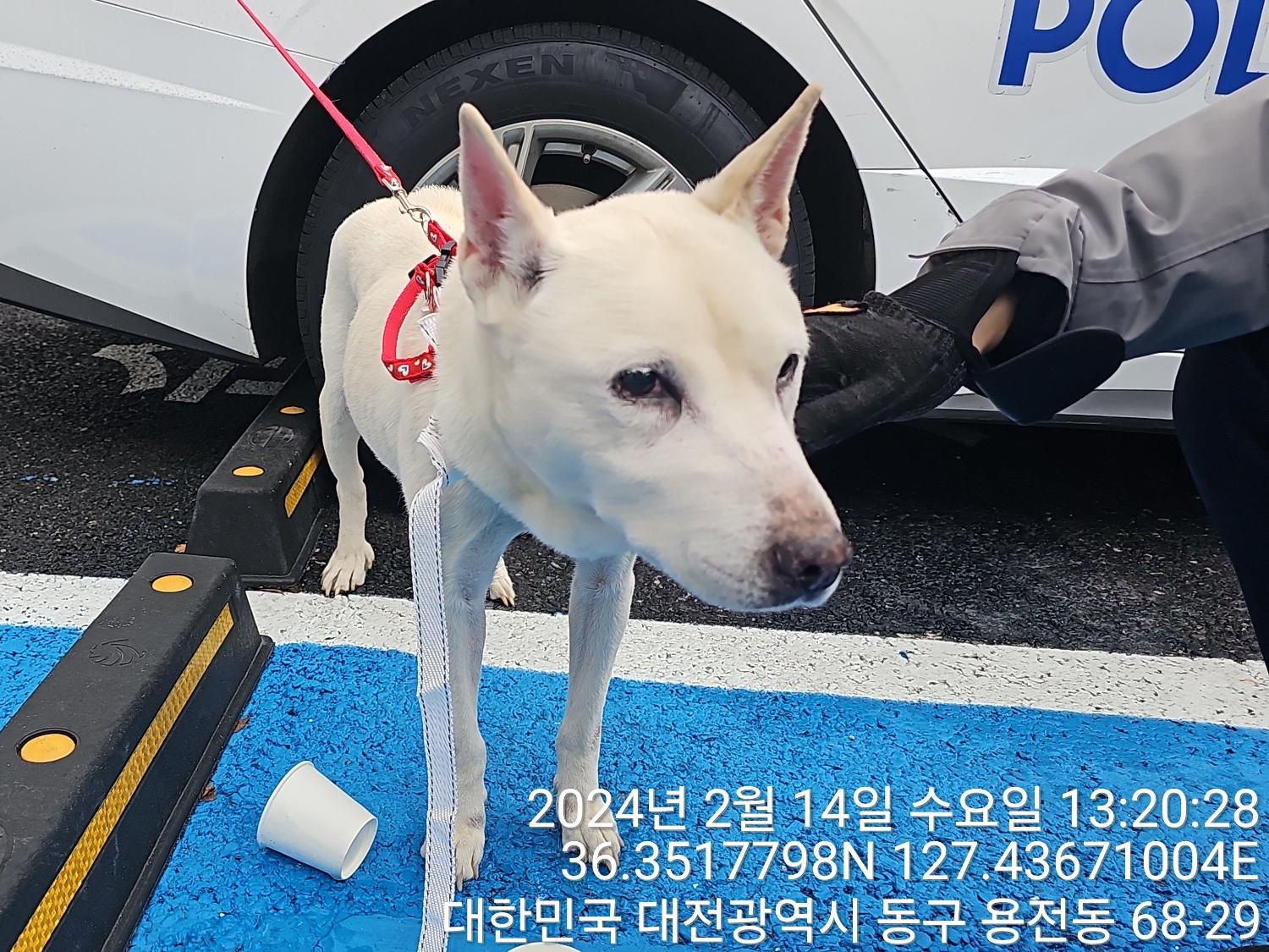 종료(반환) 진도견…