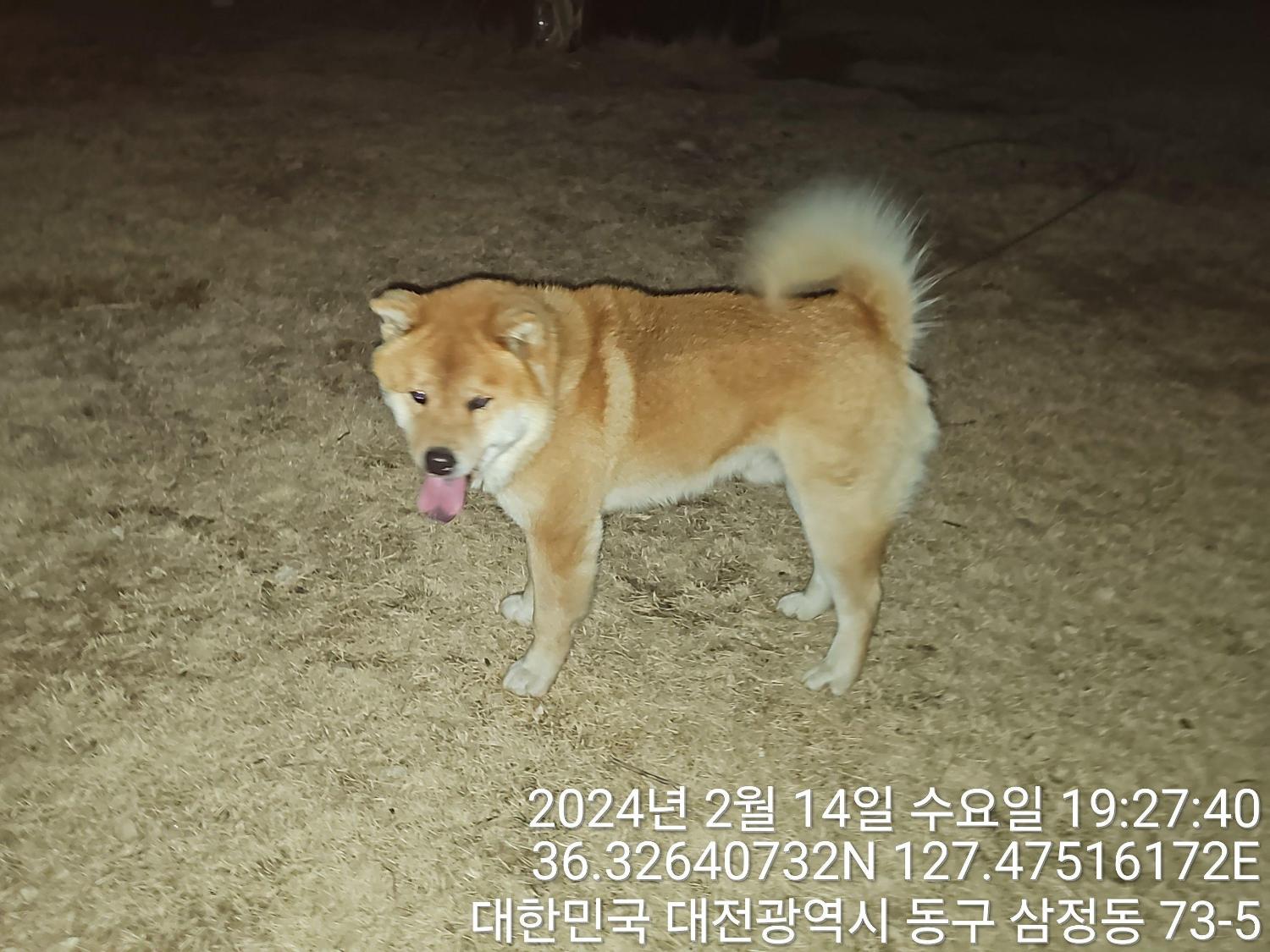 종료(반환) 믹스견…