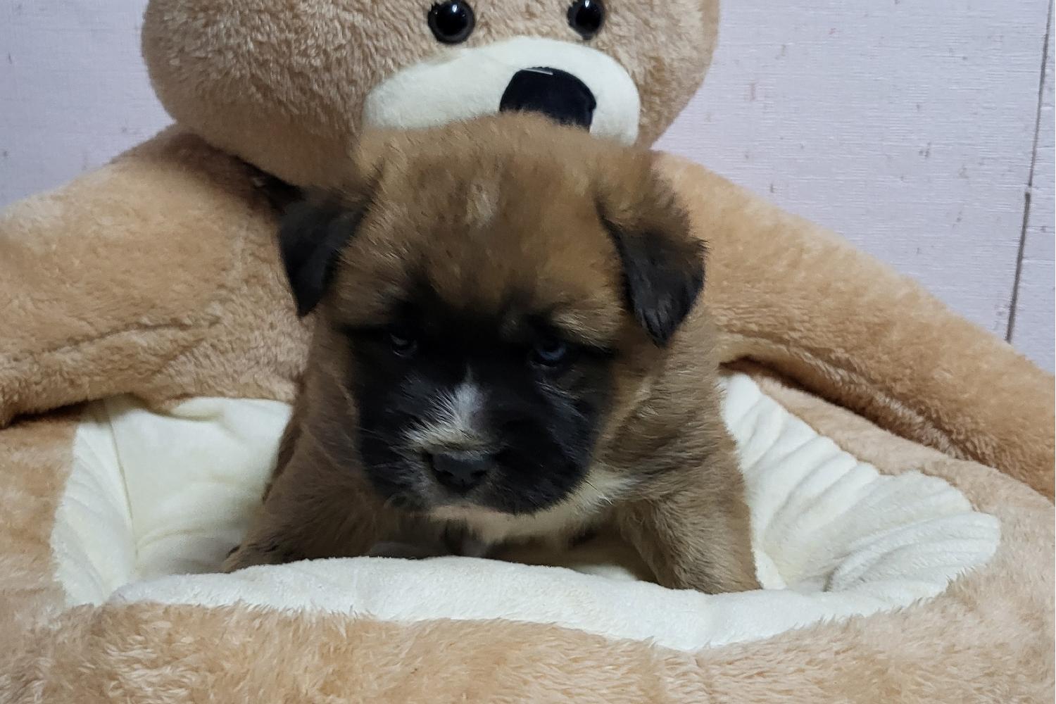 밀양시 동물보호센터_448536202400164
