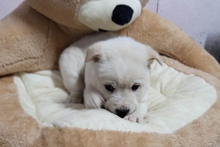밀양시 동물보호센터_448536202400178