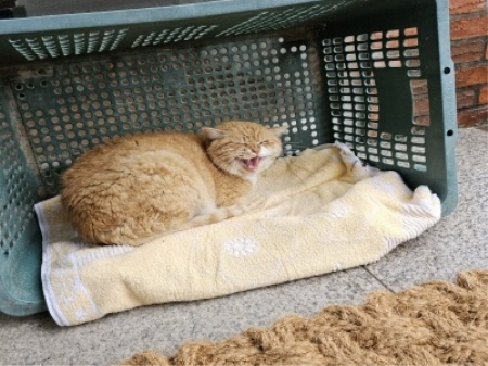 보호중 한국 고양이…