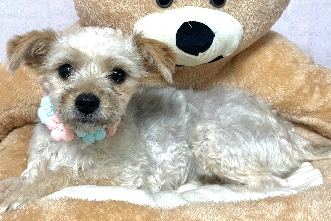밀양시 동물보호센터_448536202400183