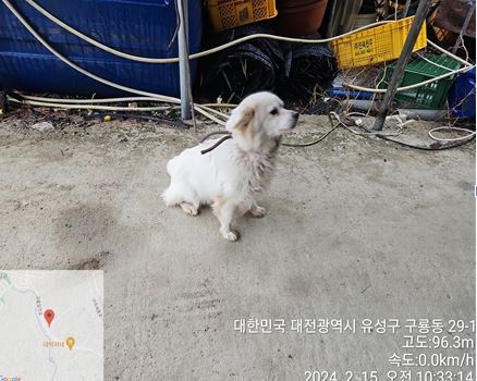 보호중 믹스견의 가…