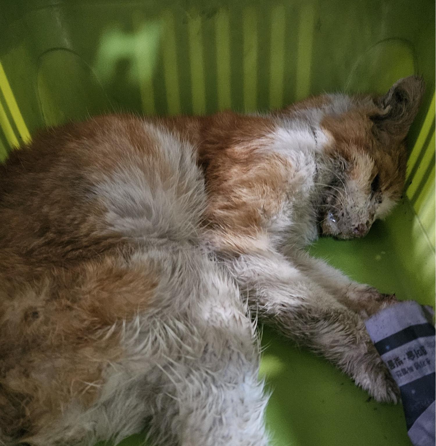 대구유기동물보호협회_427344202400022