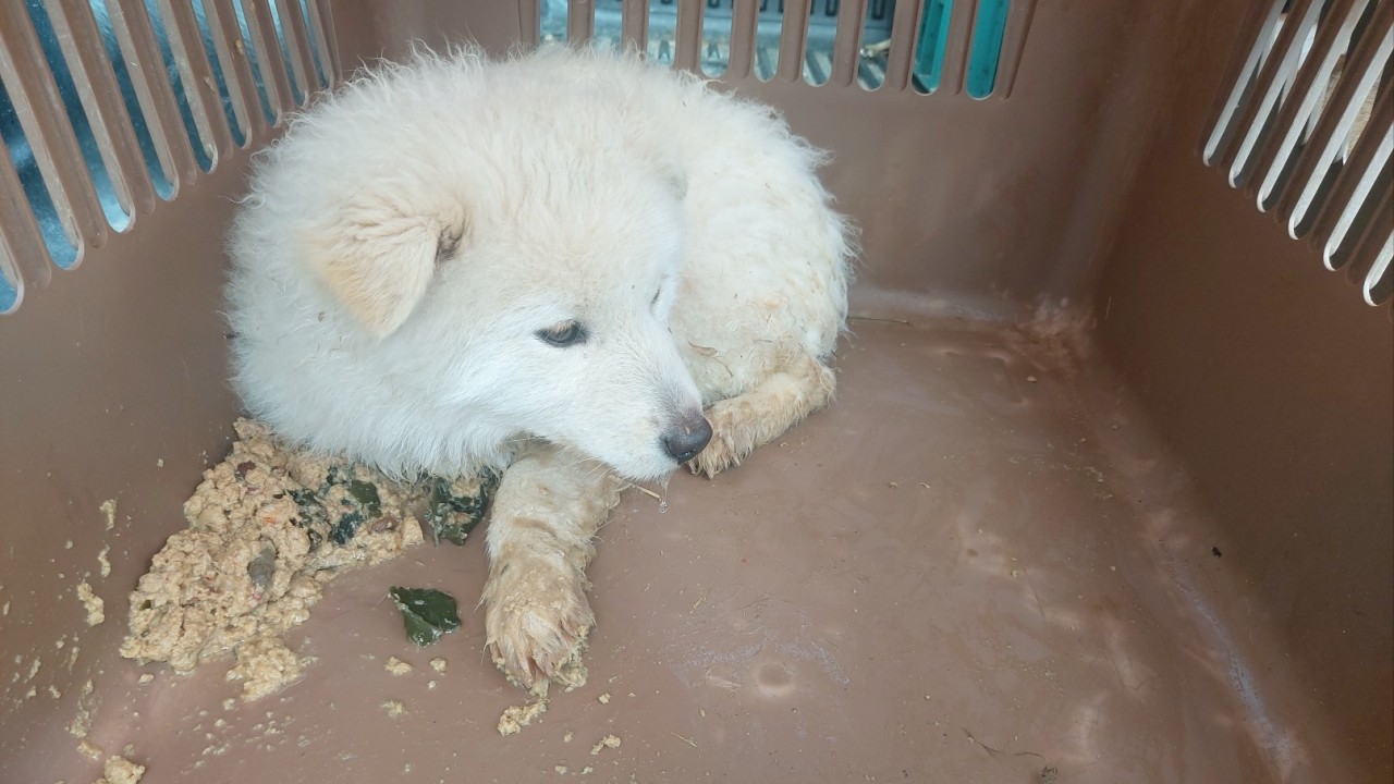 산청동물보호센터_448545202400026