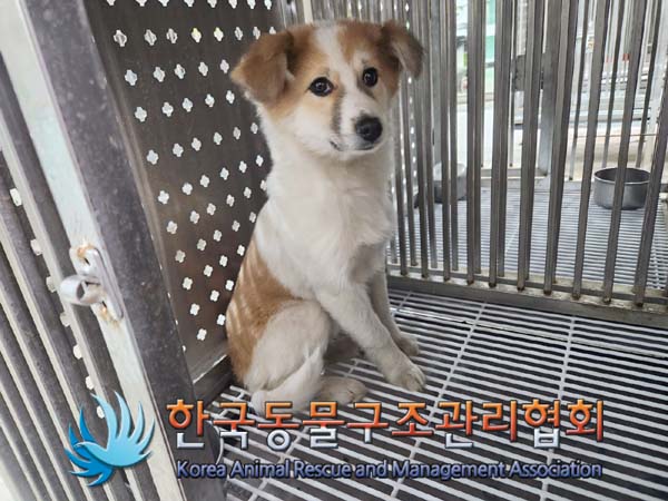 한국동물구조관리협회_441392202400037